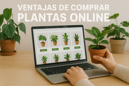 Ventajas de Comprar Plantas Online: La Tendencia Verde en España y Portugal