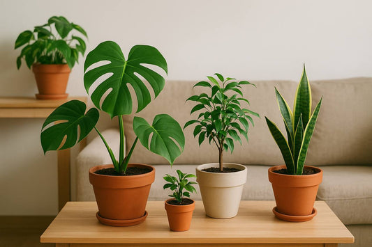 La importancia de tener plantas naturales en nuestros hogares