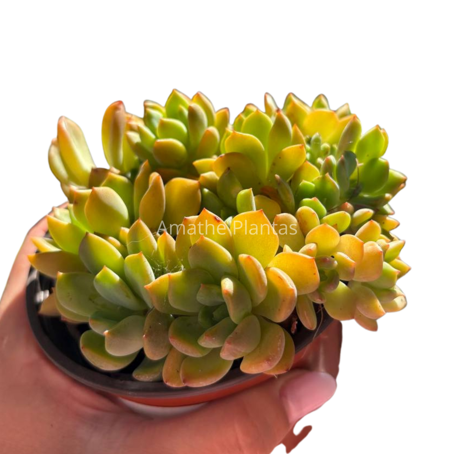 Suculenta Sedum César
