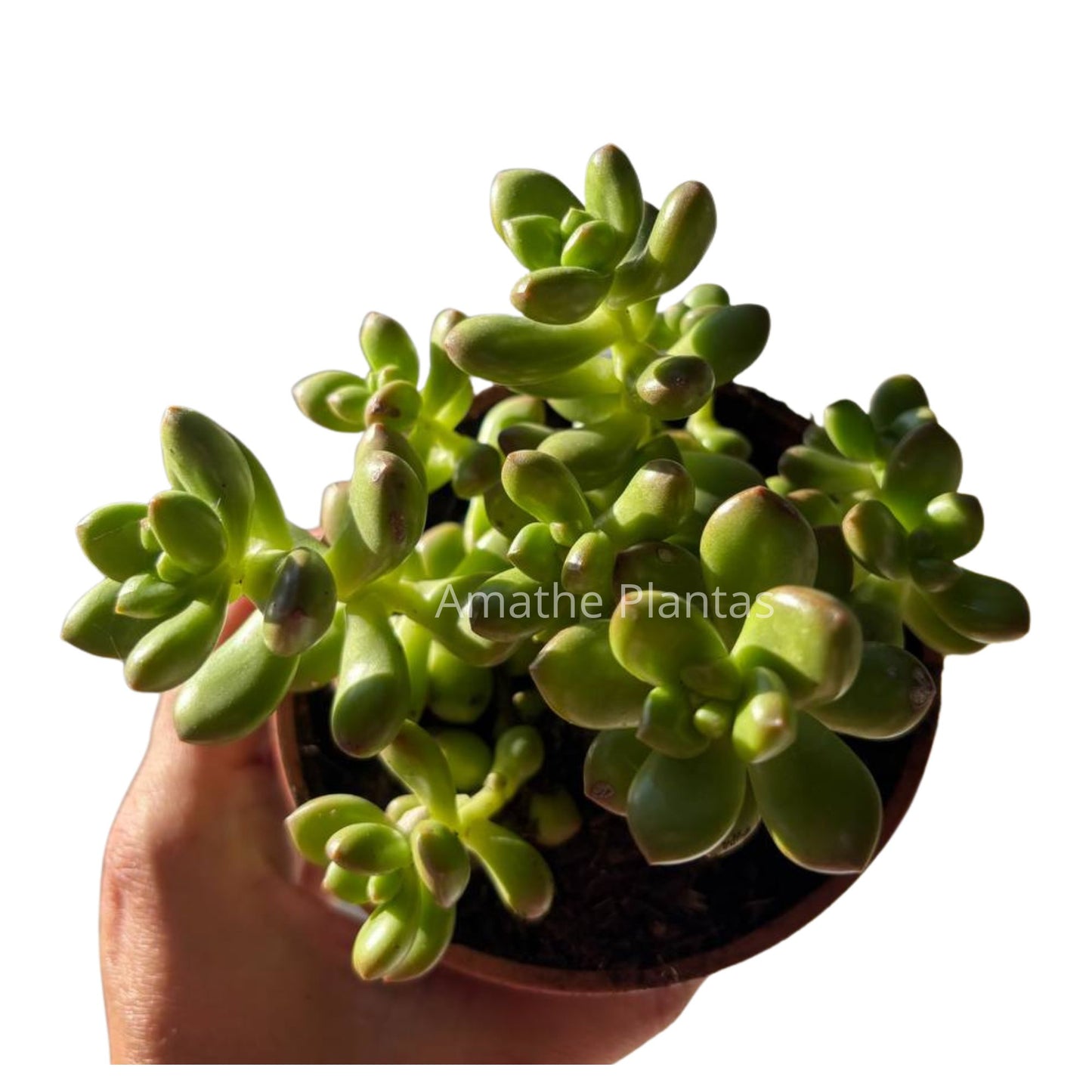 Sedum Clavatum