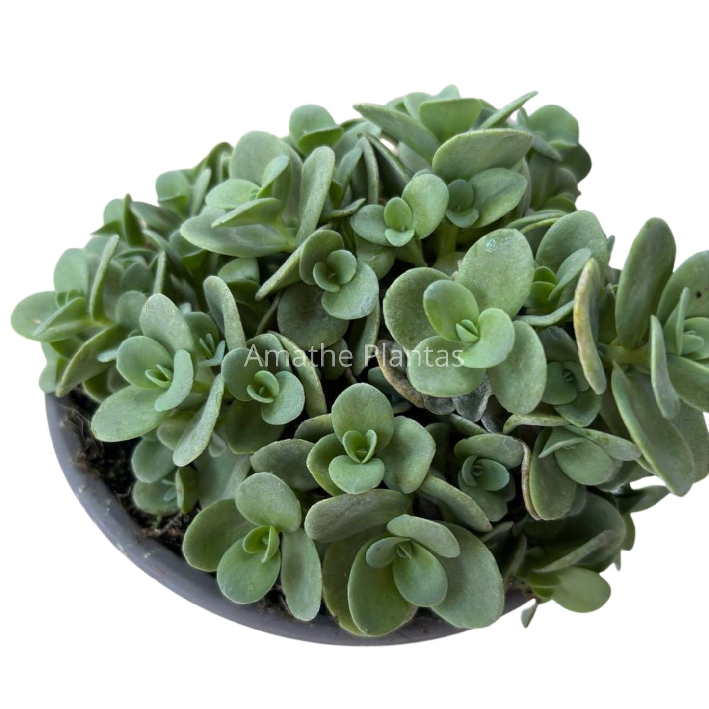 Sedum spurium 12CM – Suculenta tapizante resistente