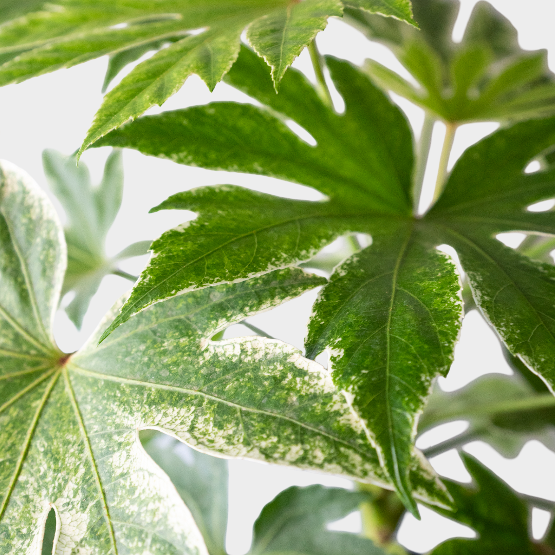 Aralia Spider Web