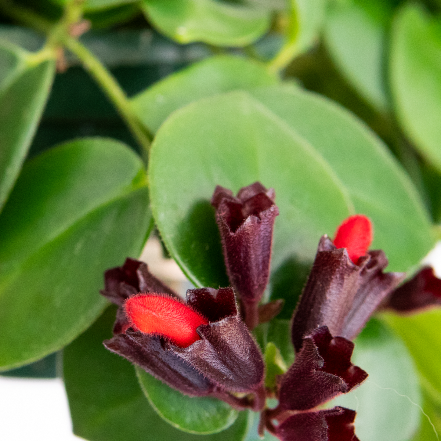 Aeschynanthus