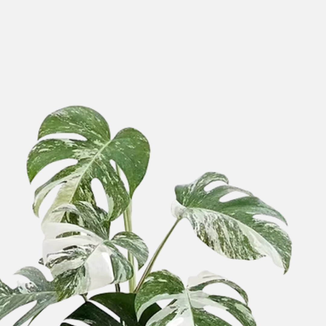 Monstera Arbustiva Variegata