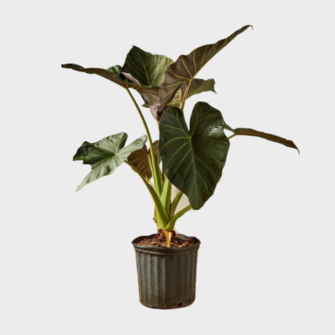 Alocasia Regal Shield