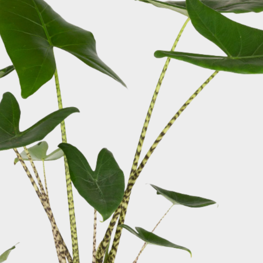 Alocasia Zebrina