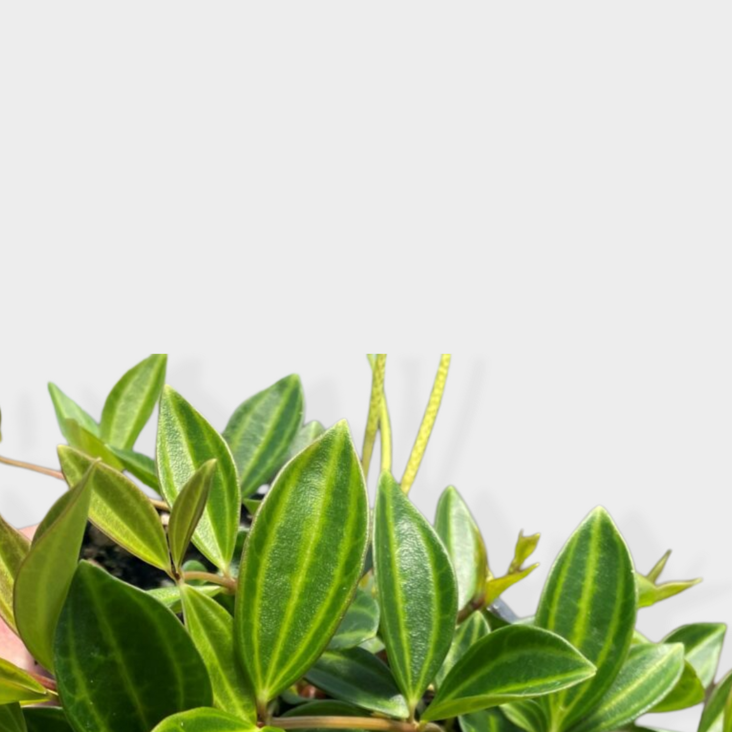 Peperomia Angulata