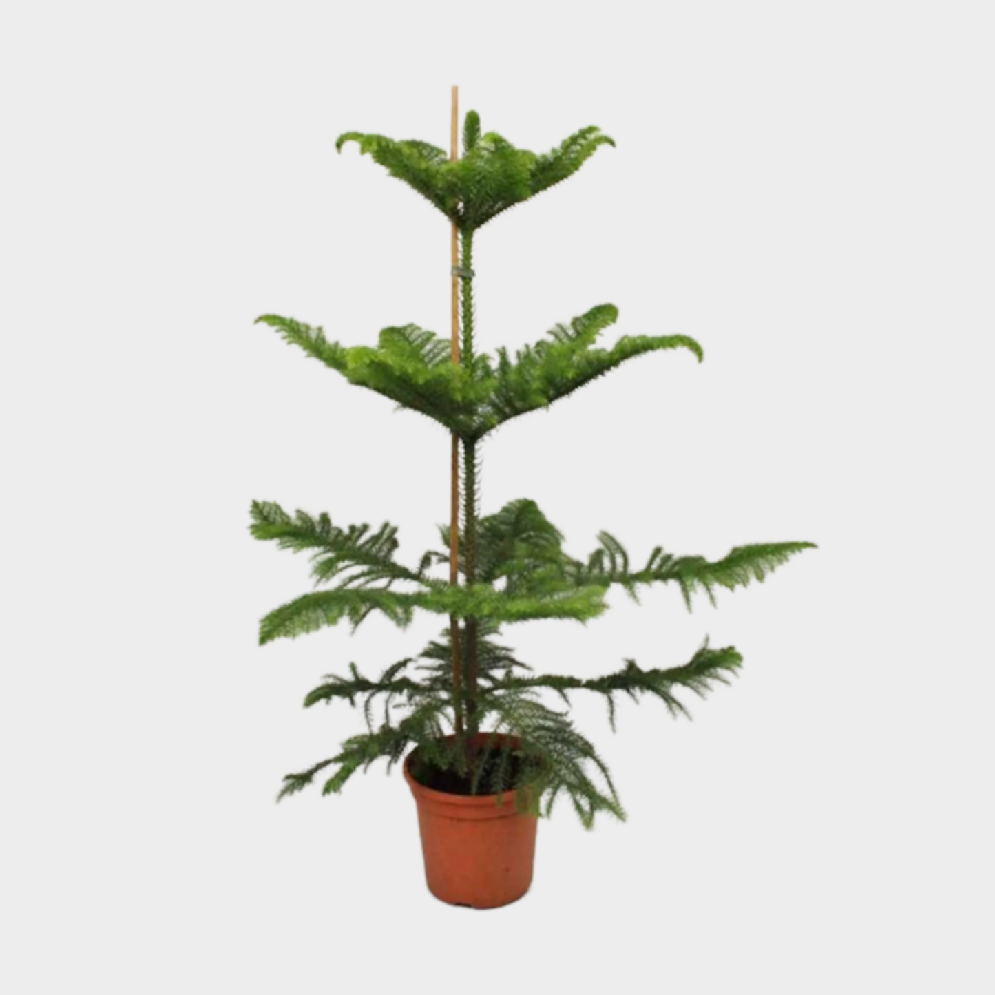 Araucaria