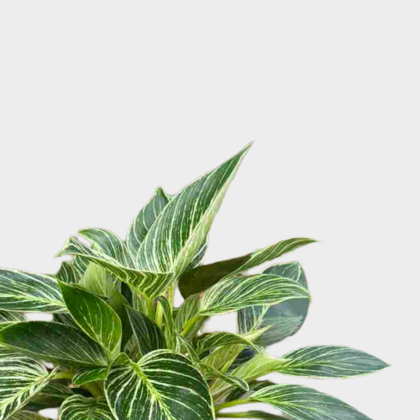 Philodendron Birkin