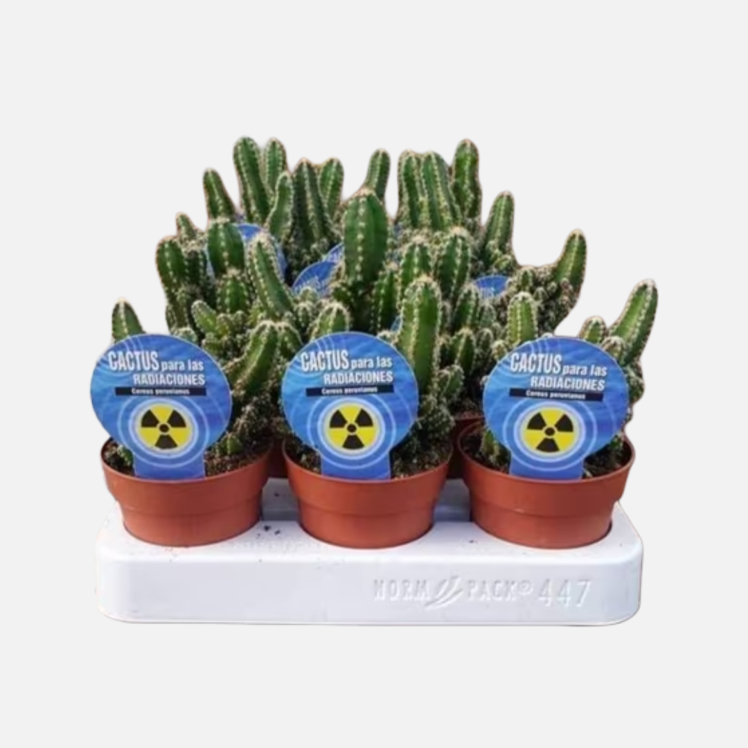 Bandeja De Cactus Radiaciones