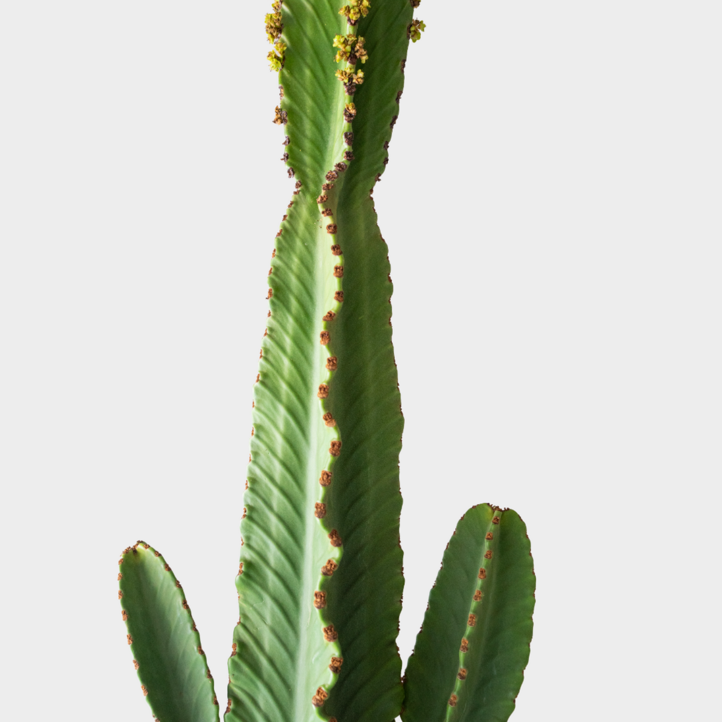 Euphorbia Ingens