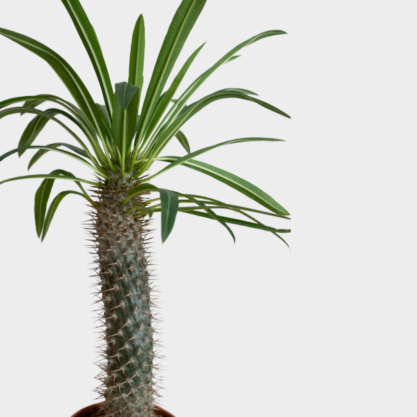 Pachypodium Lamerei