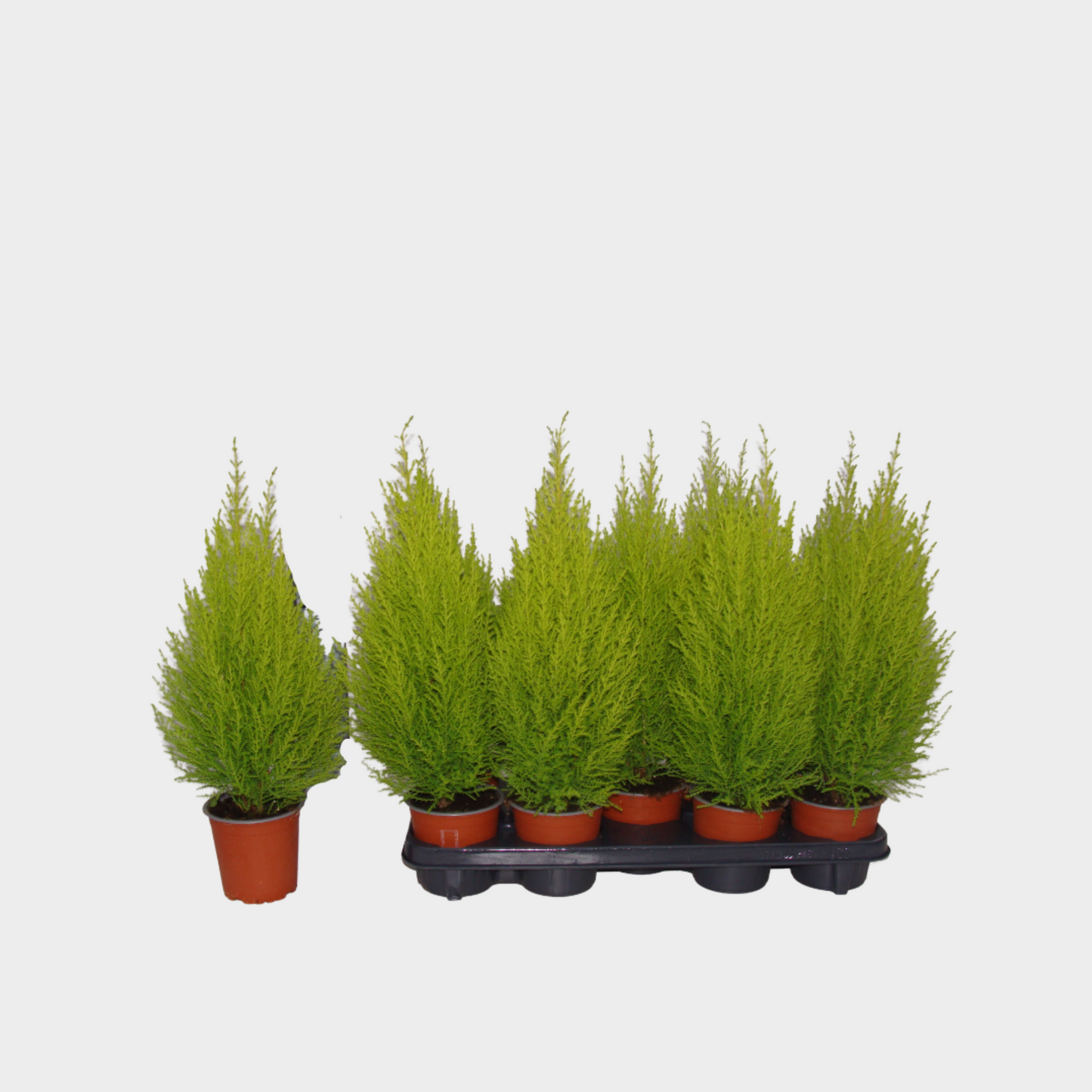 Cupressus Gold Crest