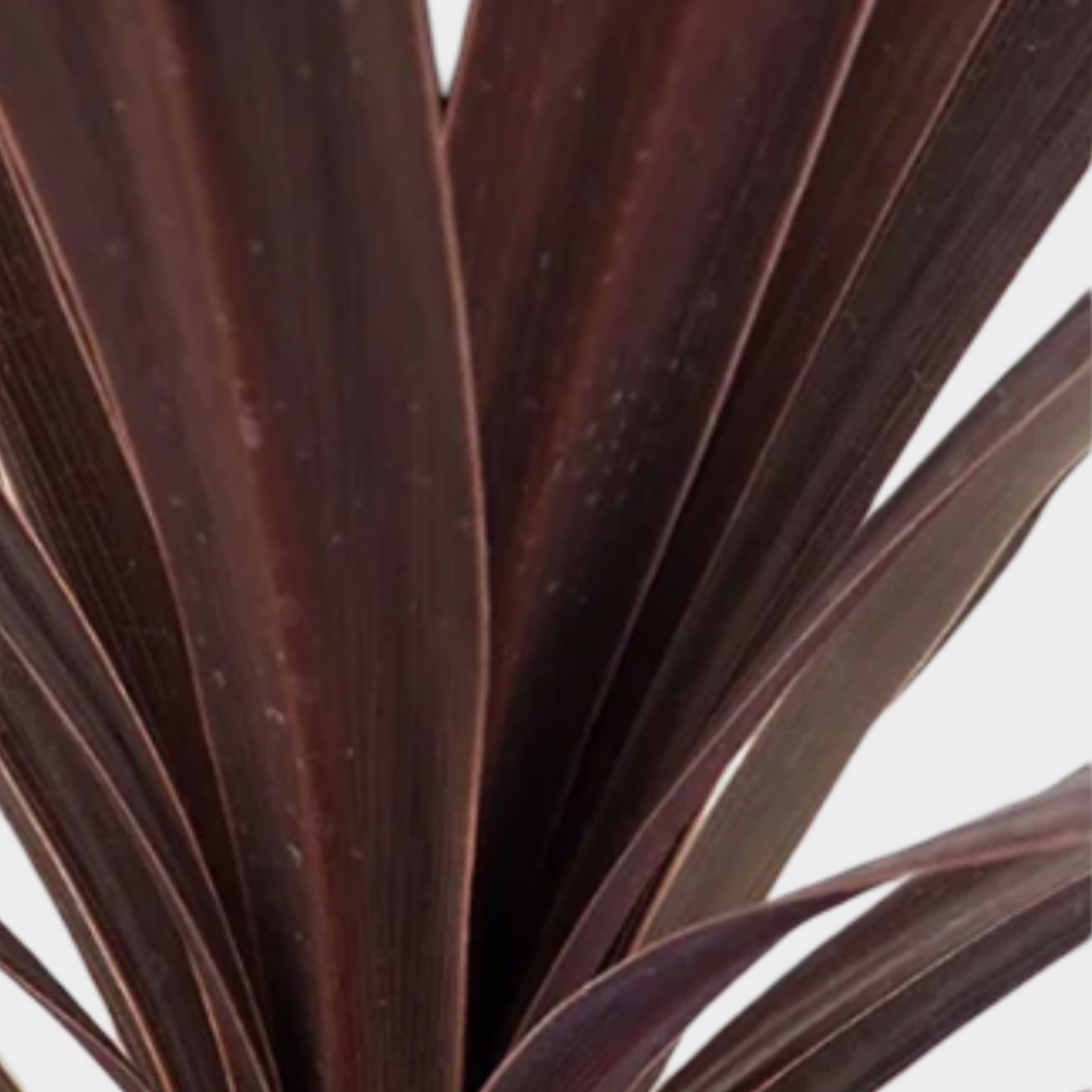 Cordyline Australis Red