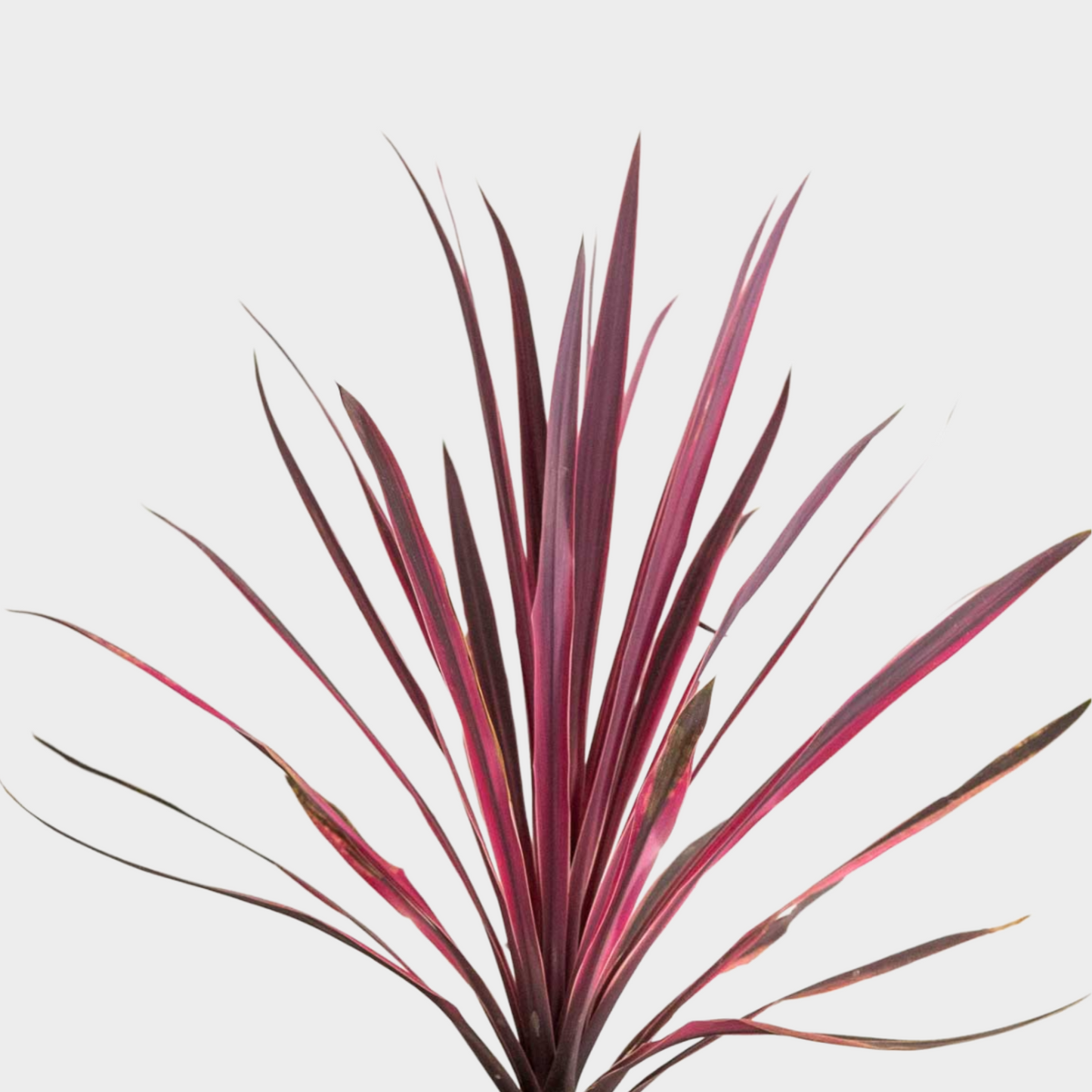Cordyline Pink Passion