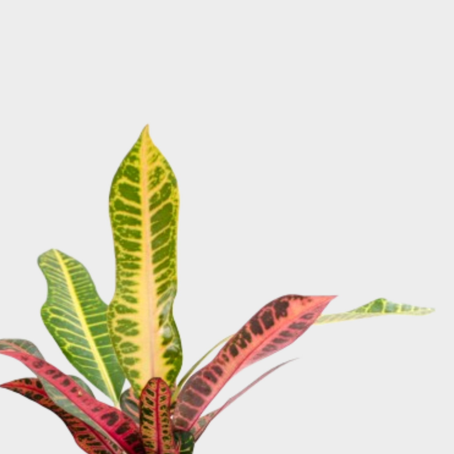 Croton Nervia