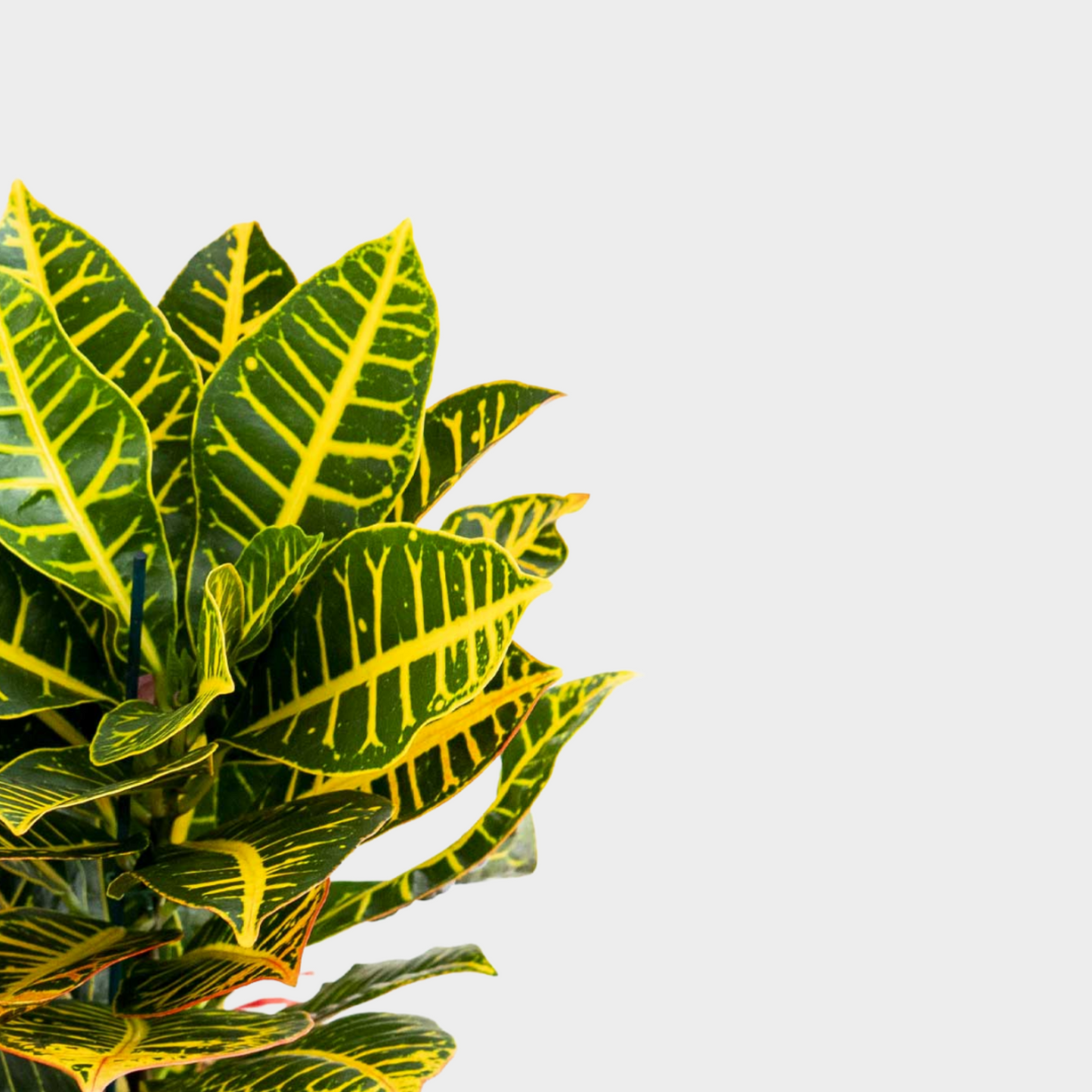 Croton Petra