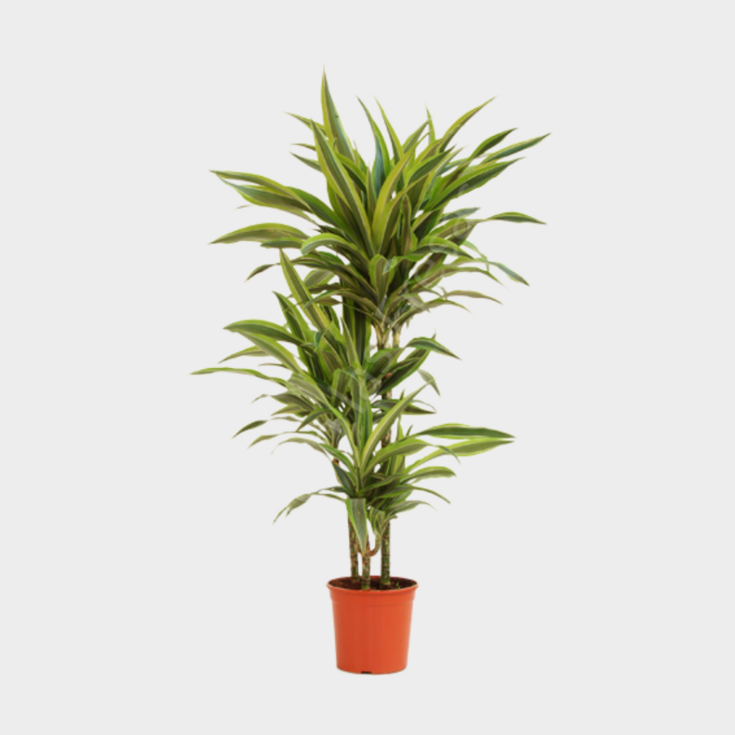 Dracaena Lemon Lime