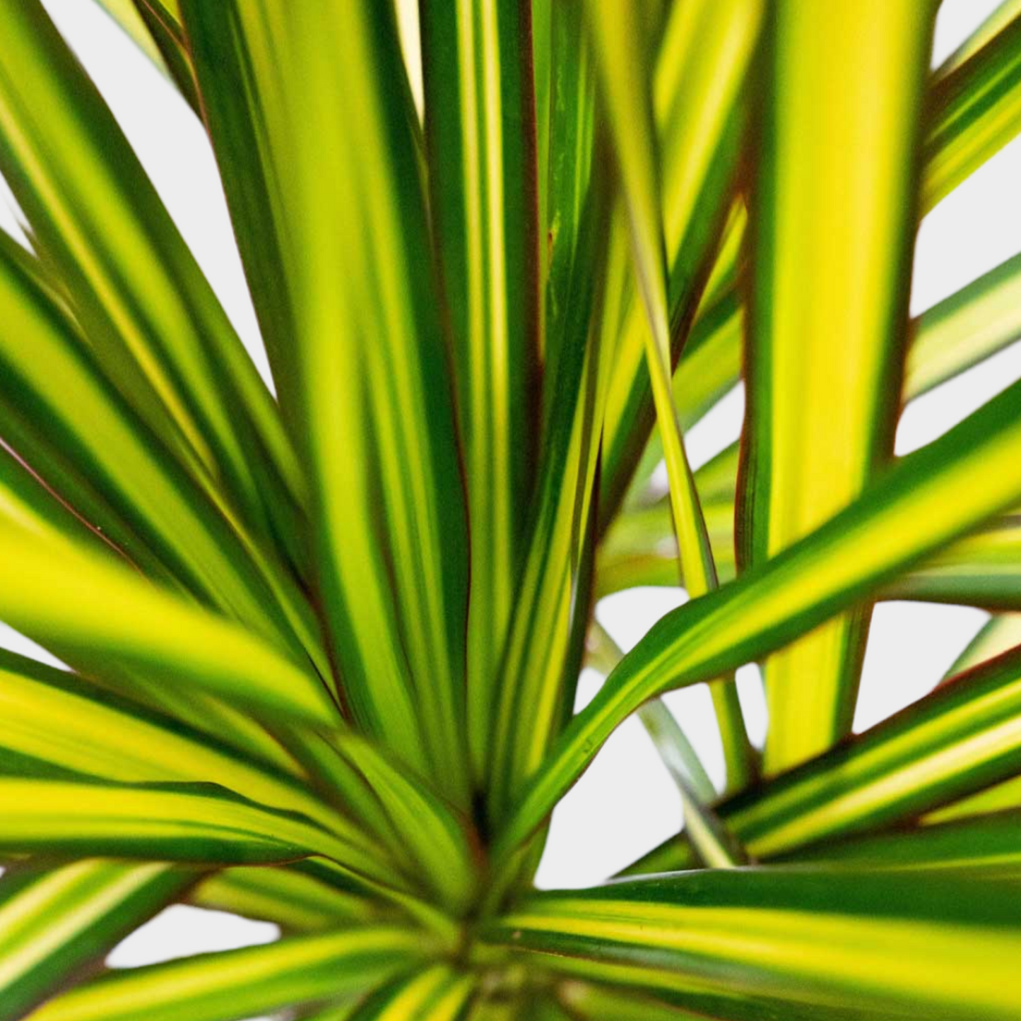 Dracaena Sunray