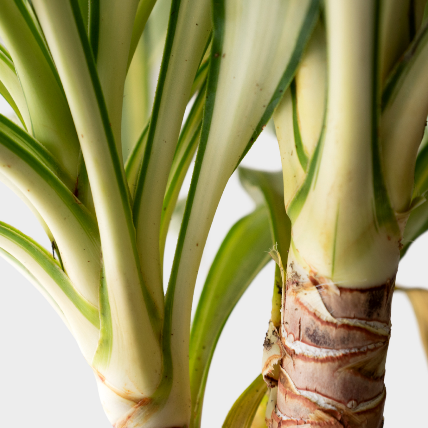 Yucca Jewel Bonsai