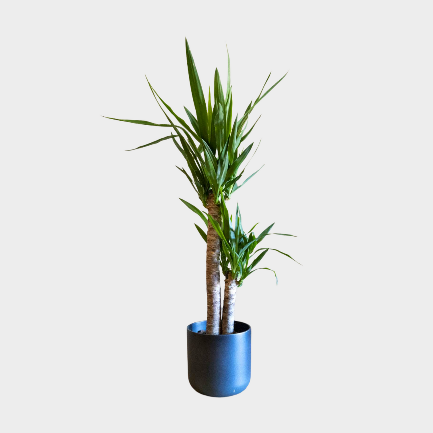 Yucca