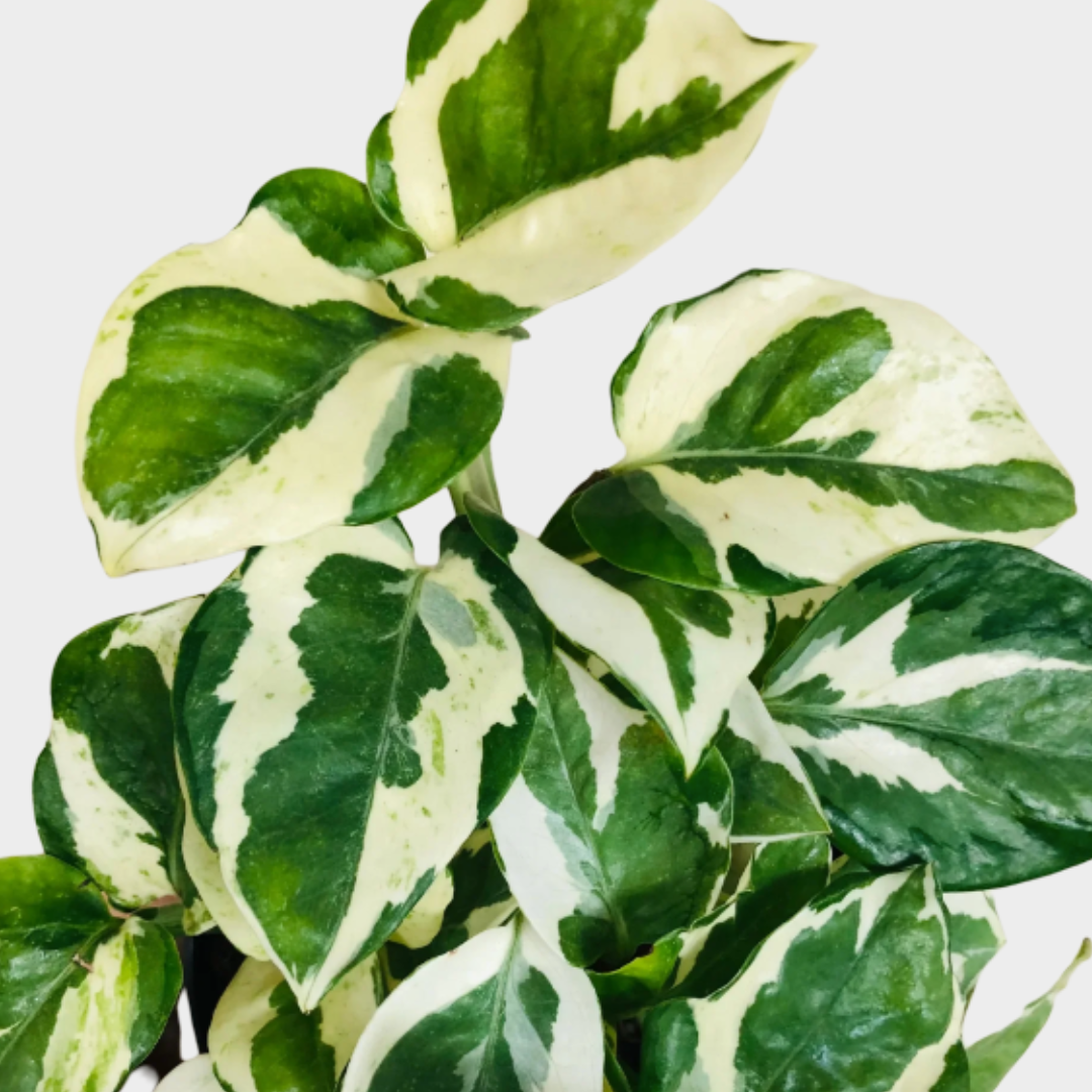 Pothos NJoy