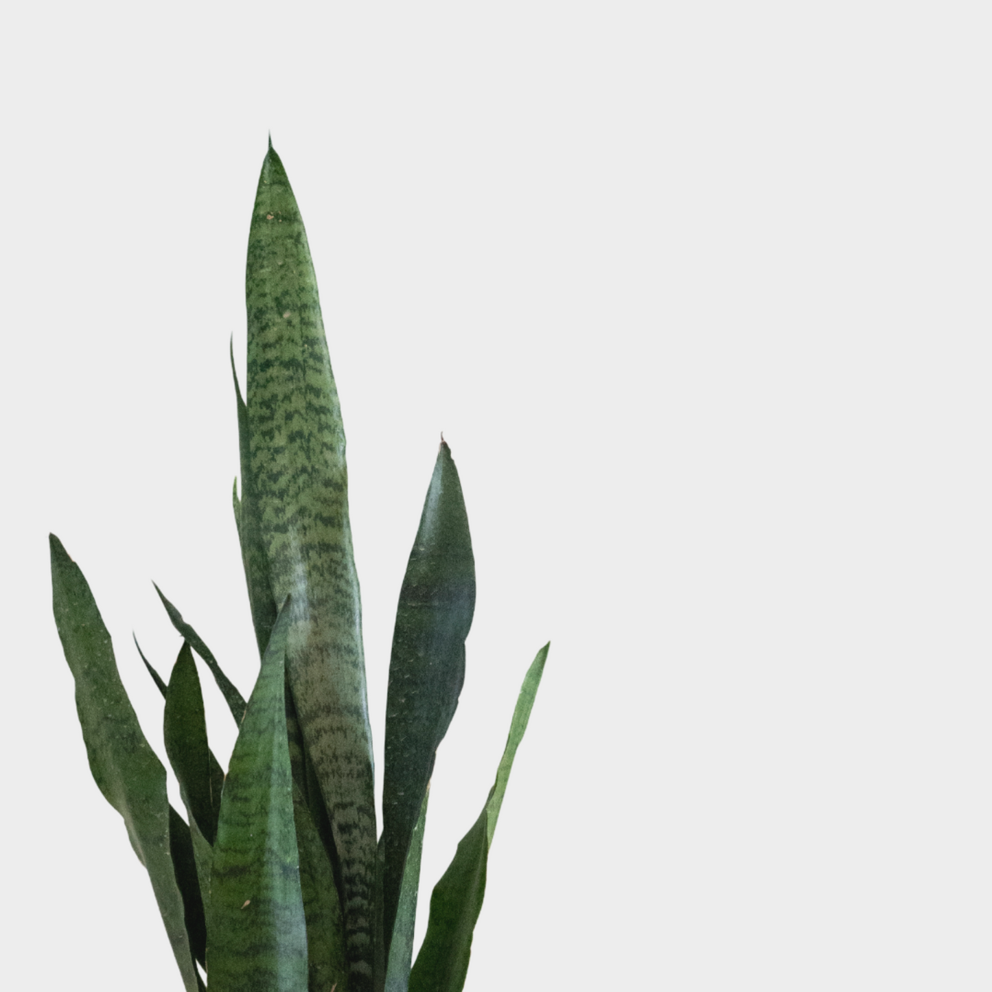 Sansevieria Zeilanica