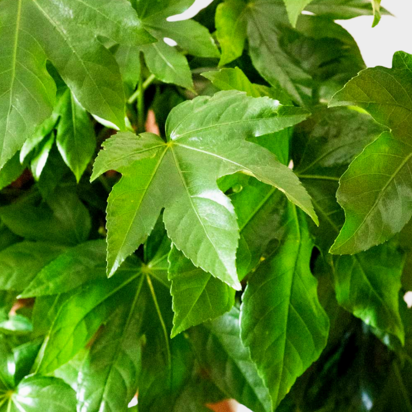 Aralia Fatsia Japónica