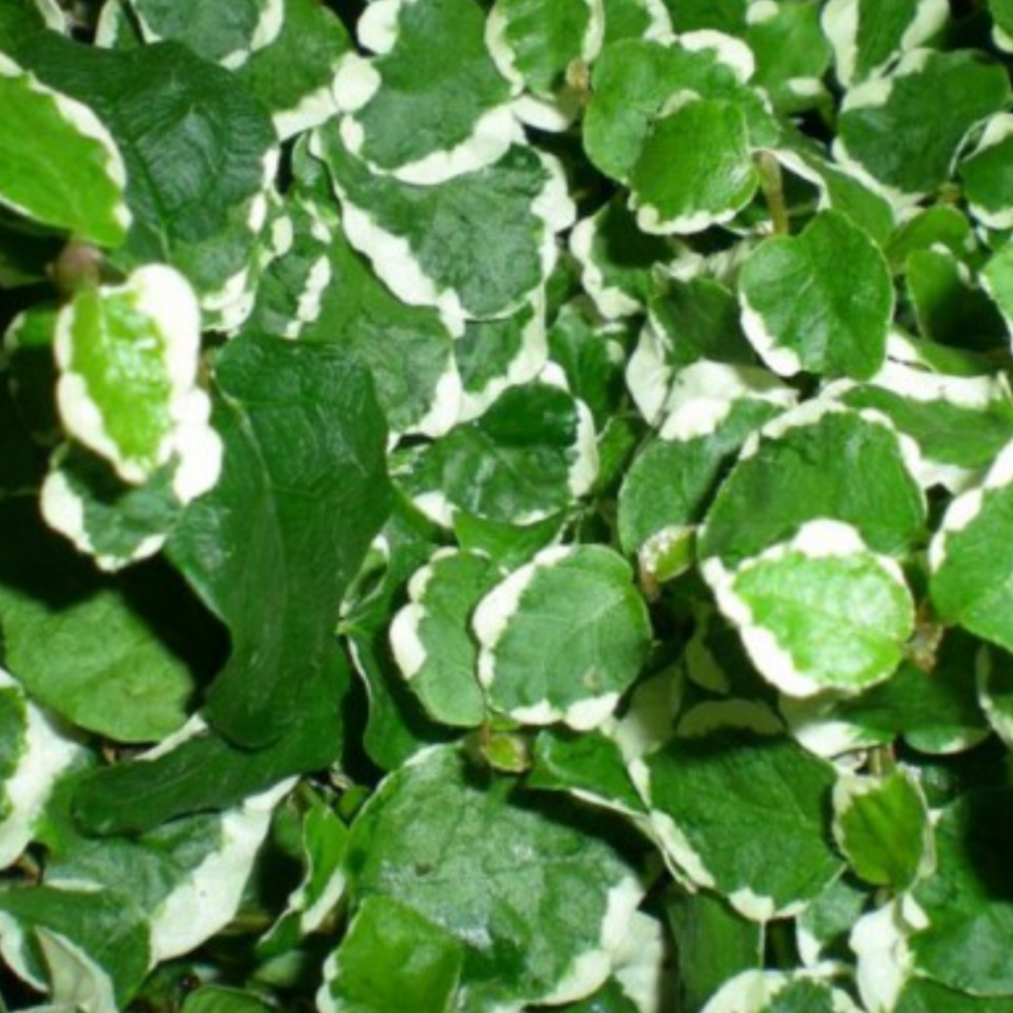 Ficus Sunny