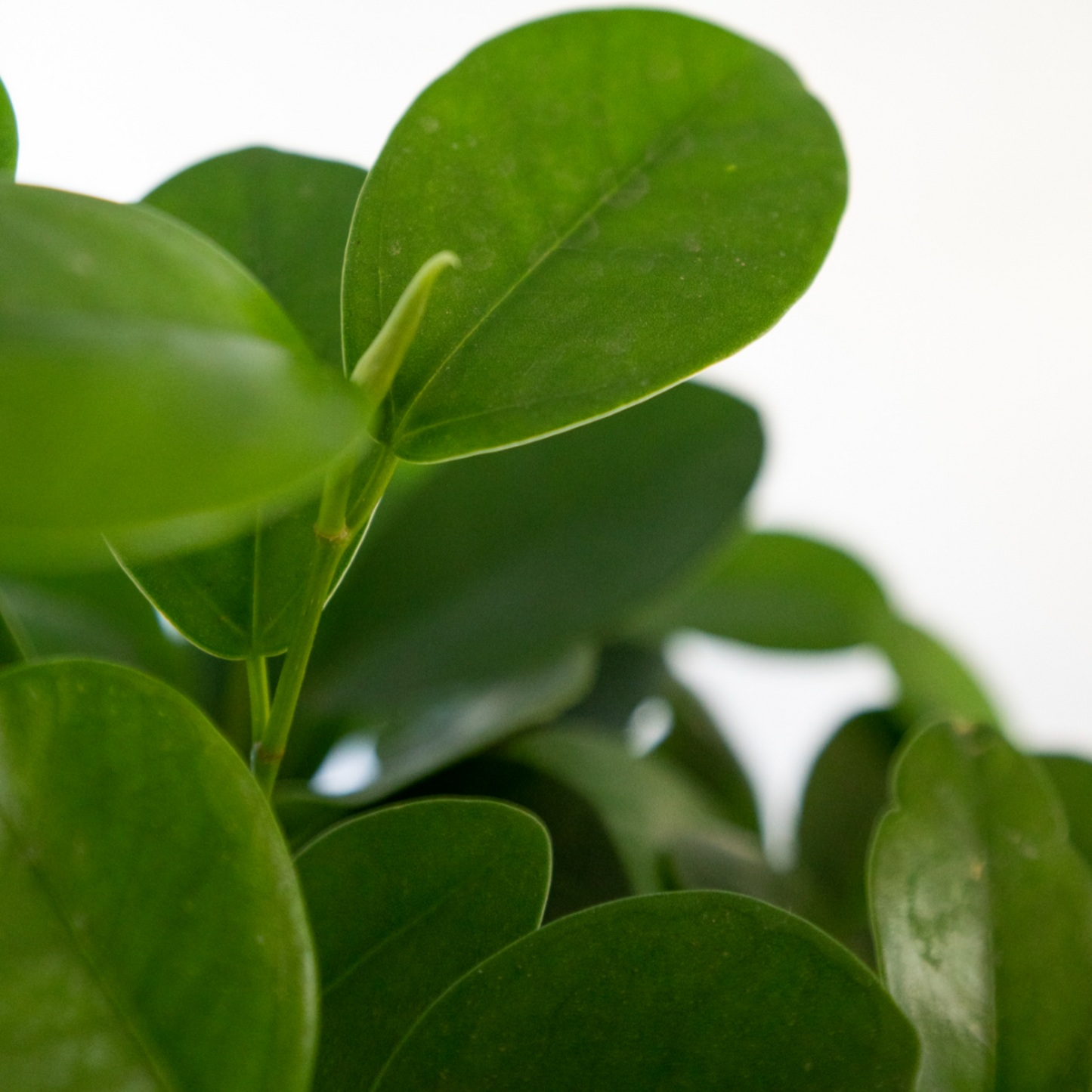 Ficus Moclamen Espaldera