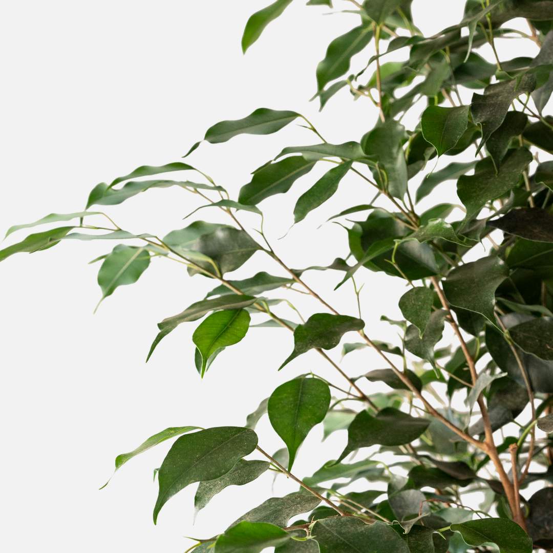 Ficus Benjamina Columna