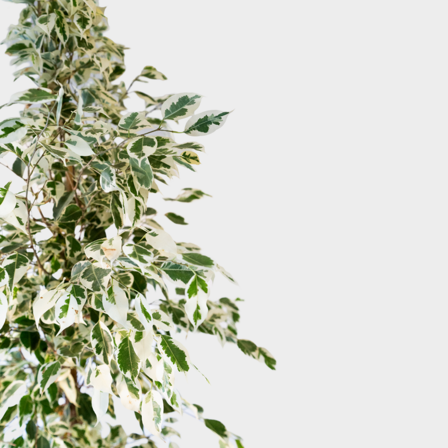Ficus Twilight