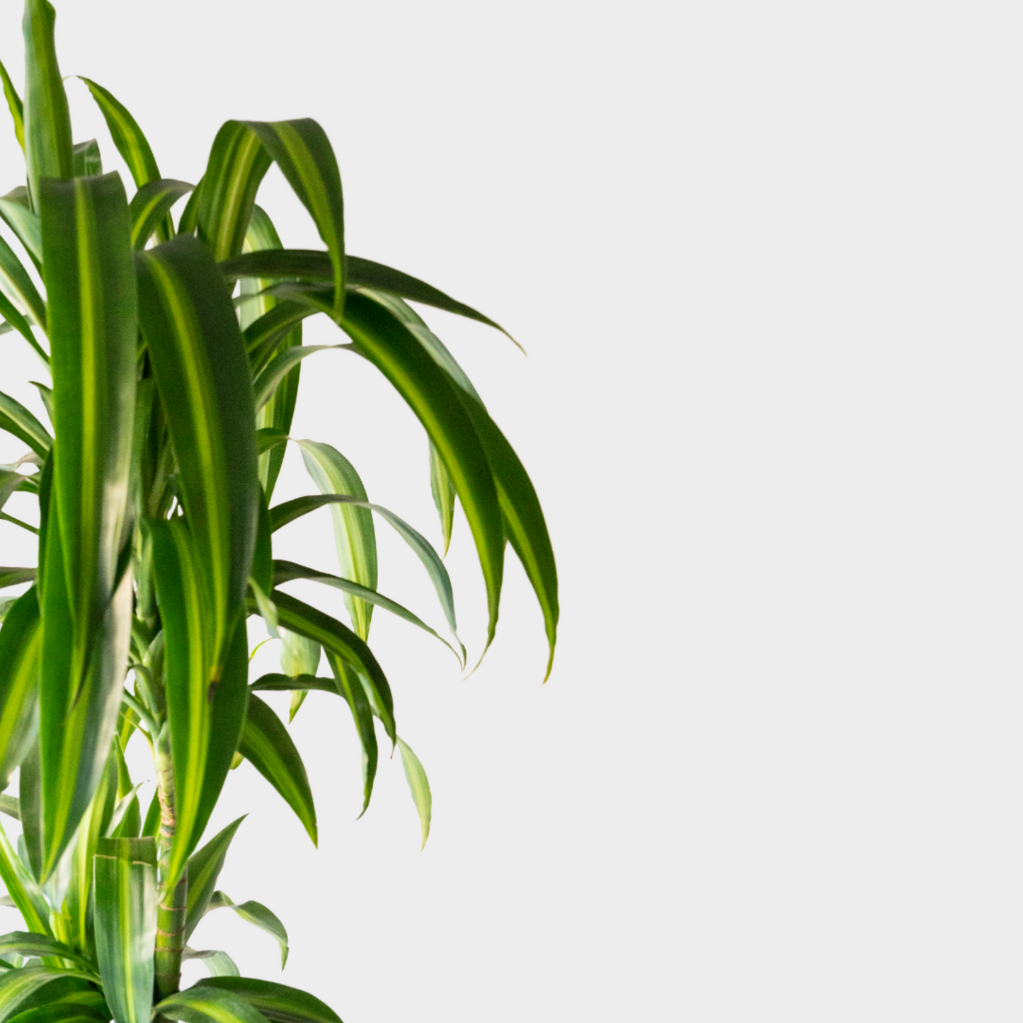 Dracaena Hawaii Sunshine