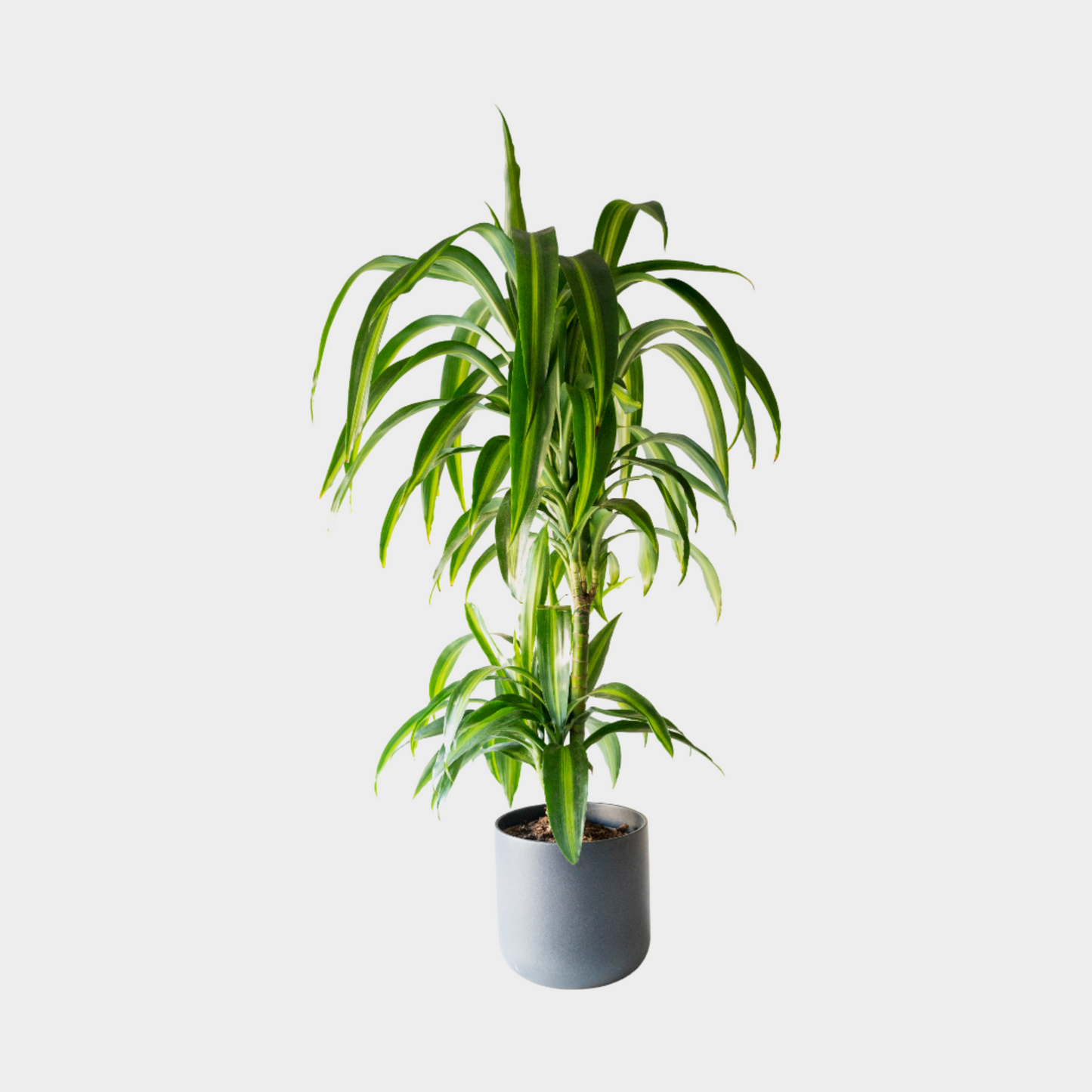 Dracaena Hawaii Sunshine