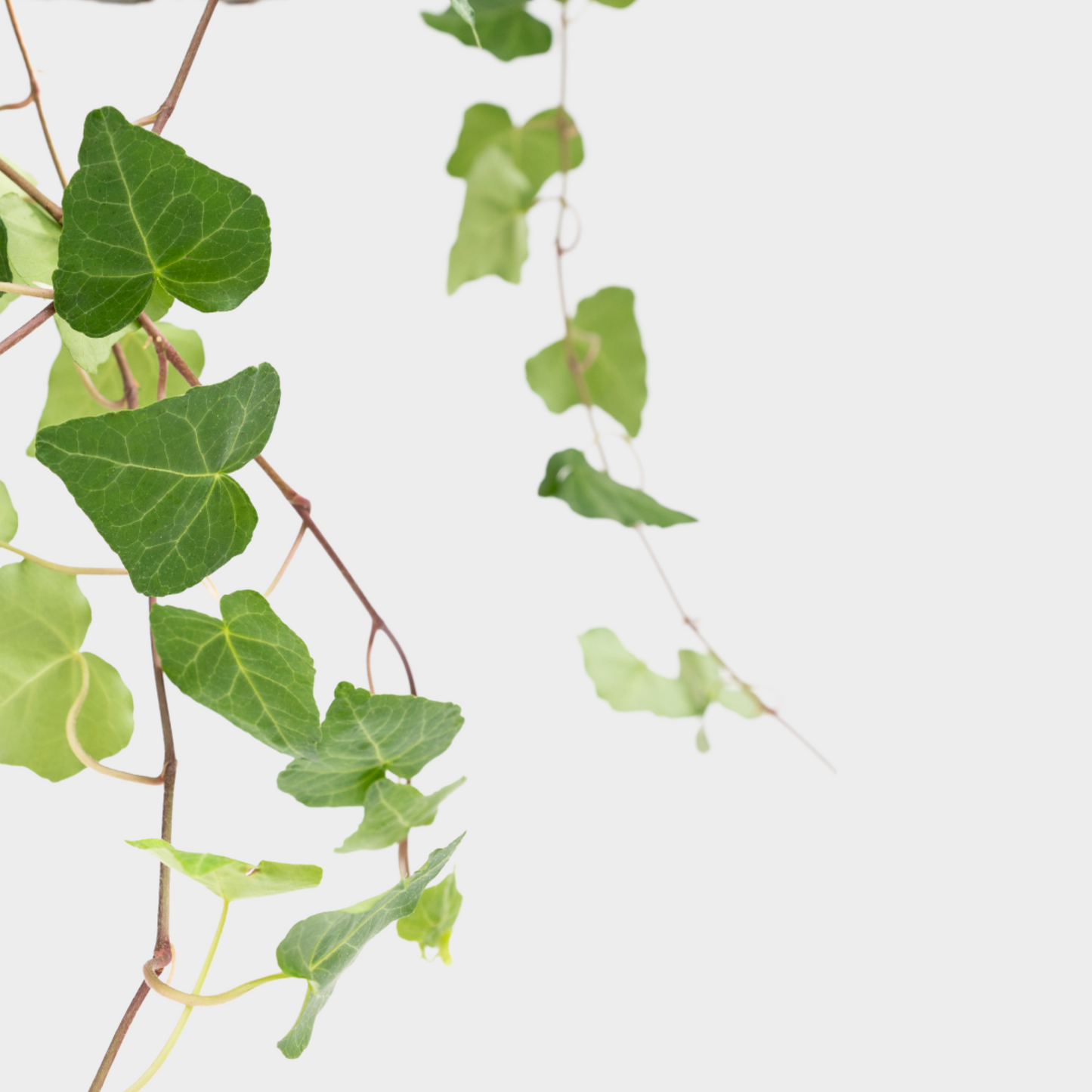 Hedera Piramide Gancho