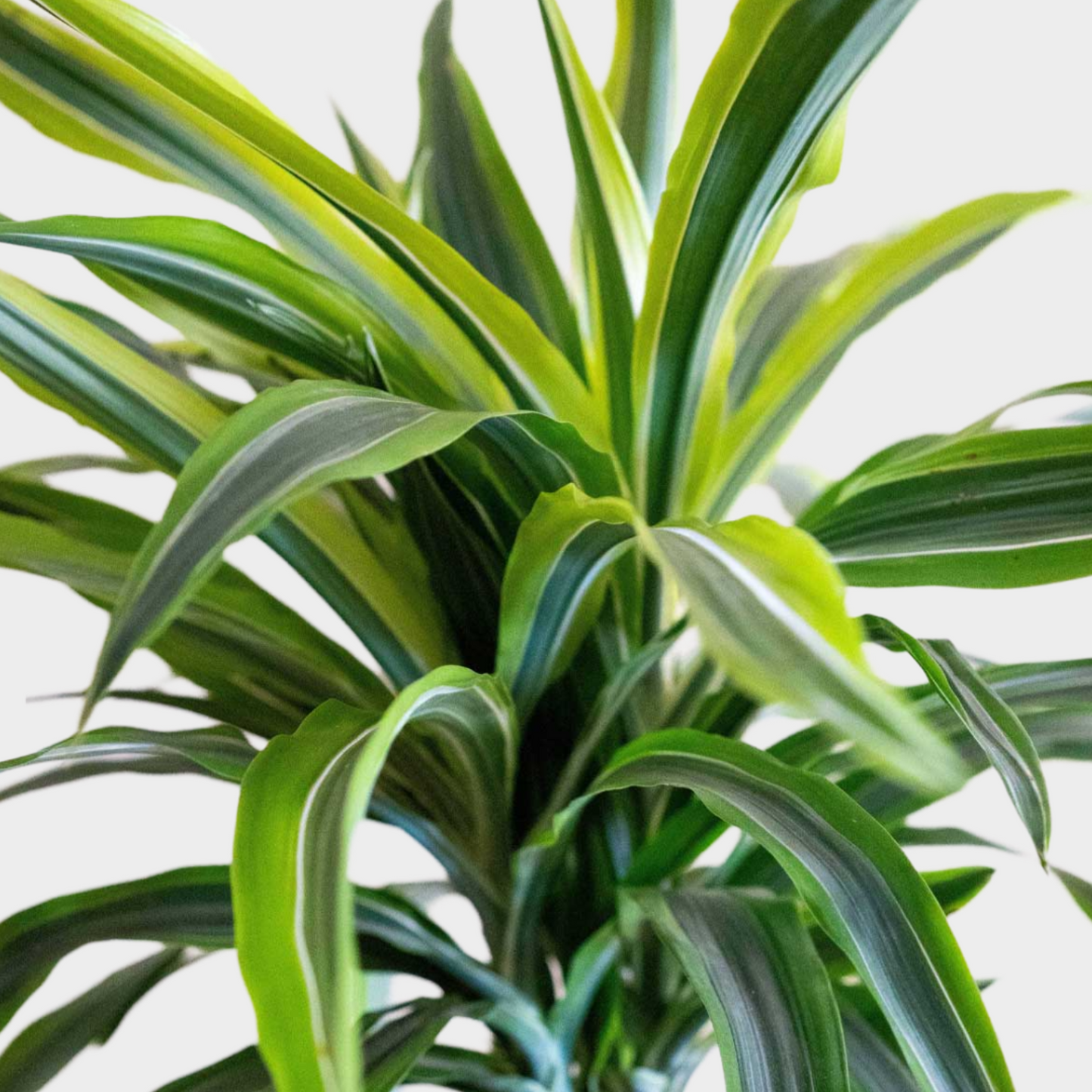 Dracaena Lemon Lime