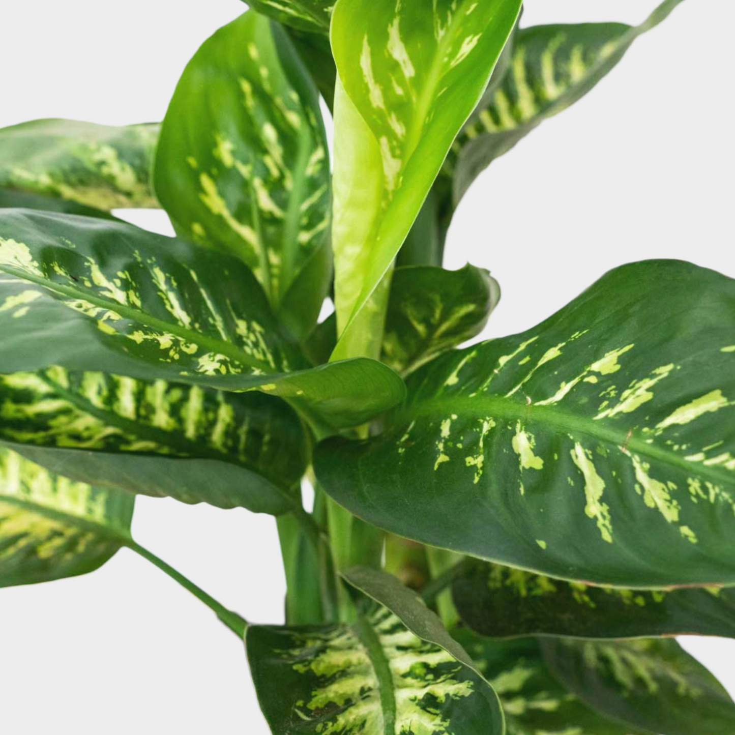 Dieffenbachia Tropic Lemon
