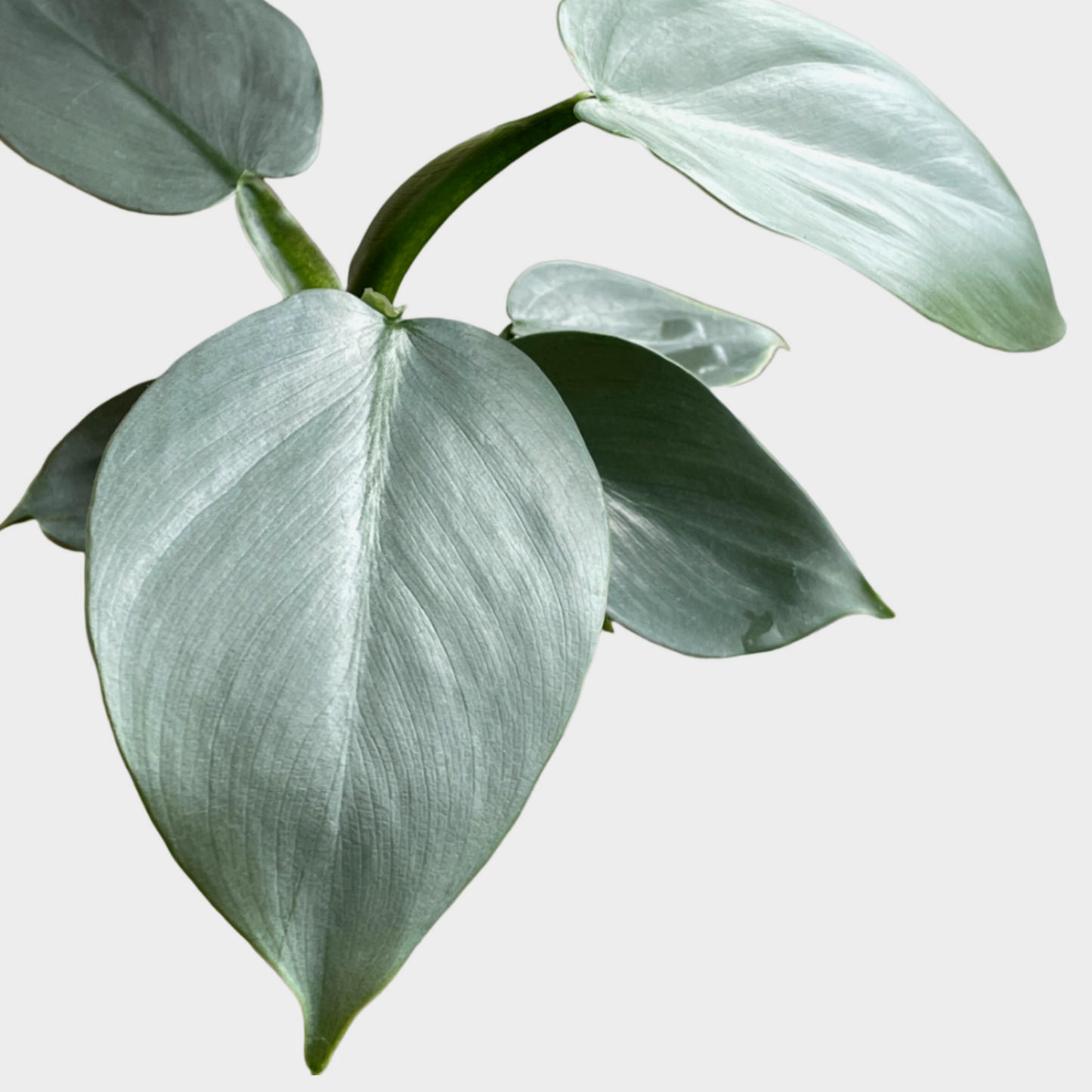 Philodendron Silver Grey Tutor