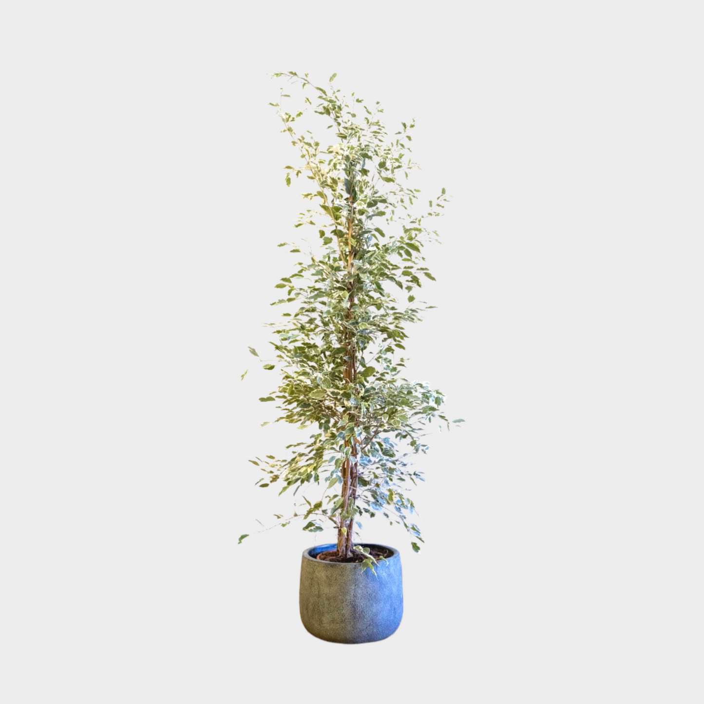 Ficus Twilight