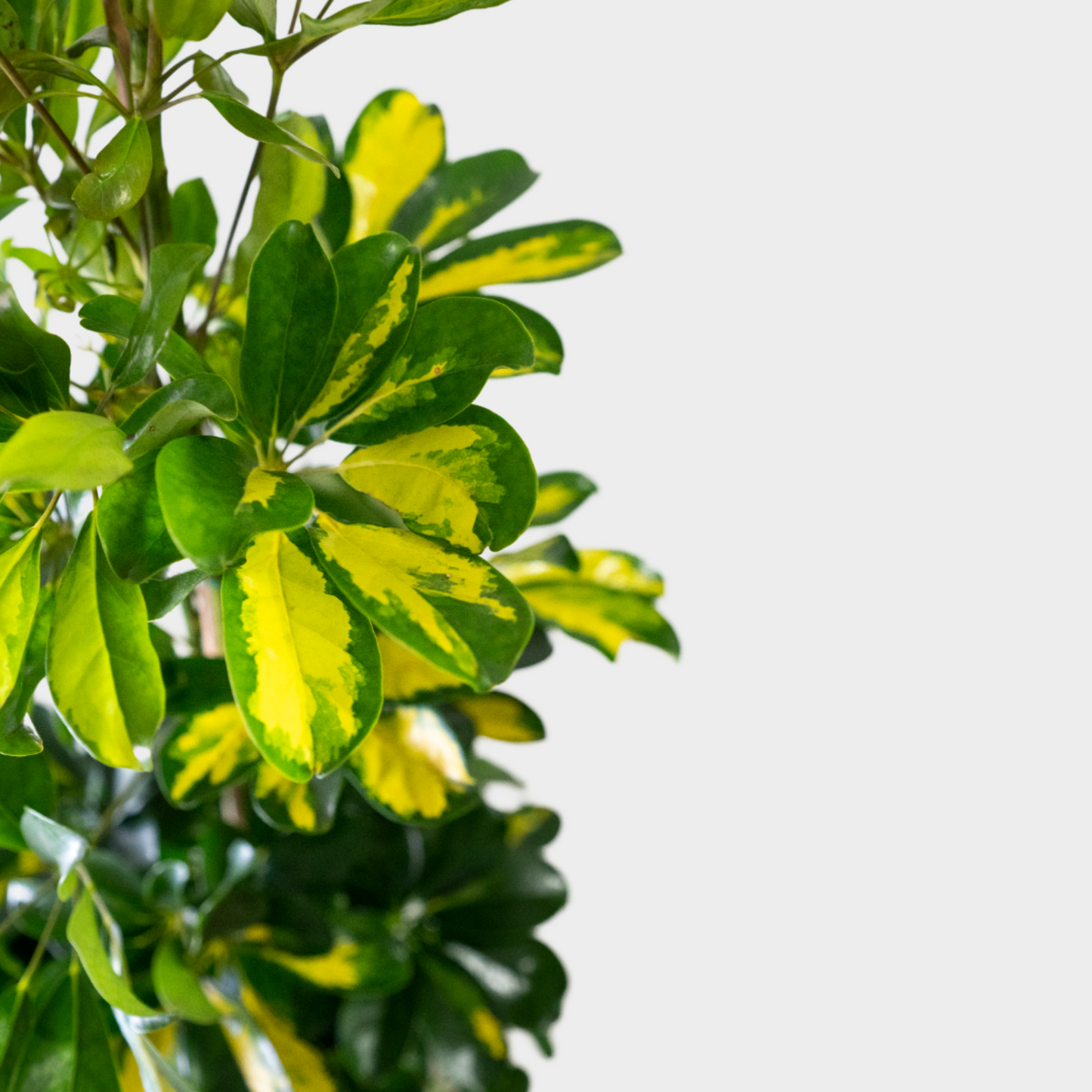 Schefflera Gold Capella