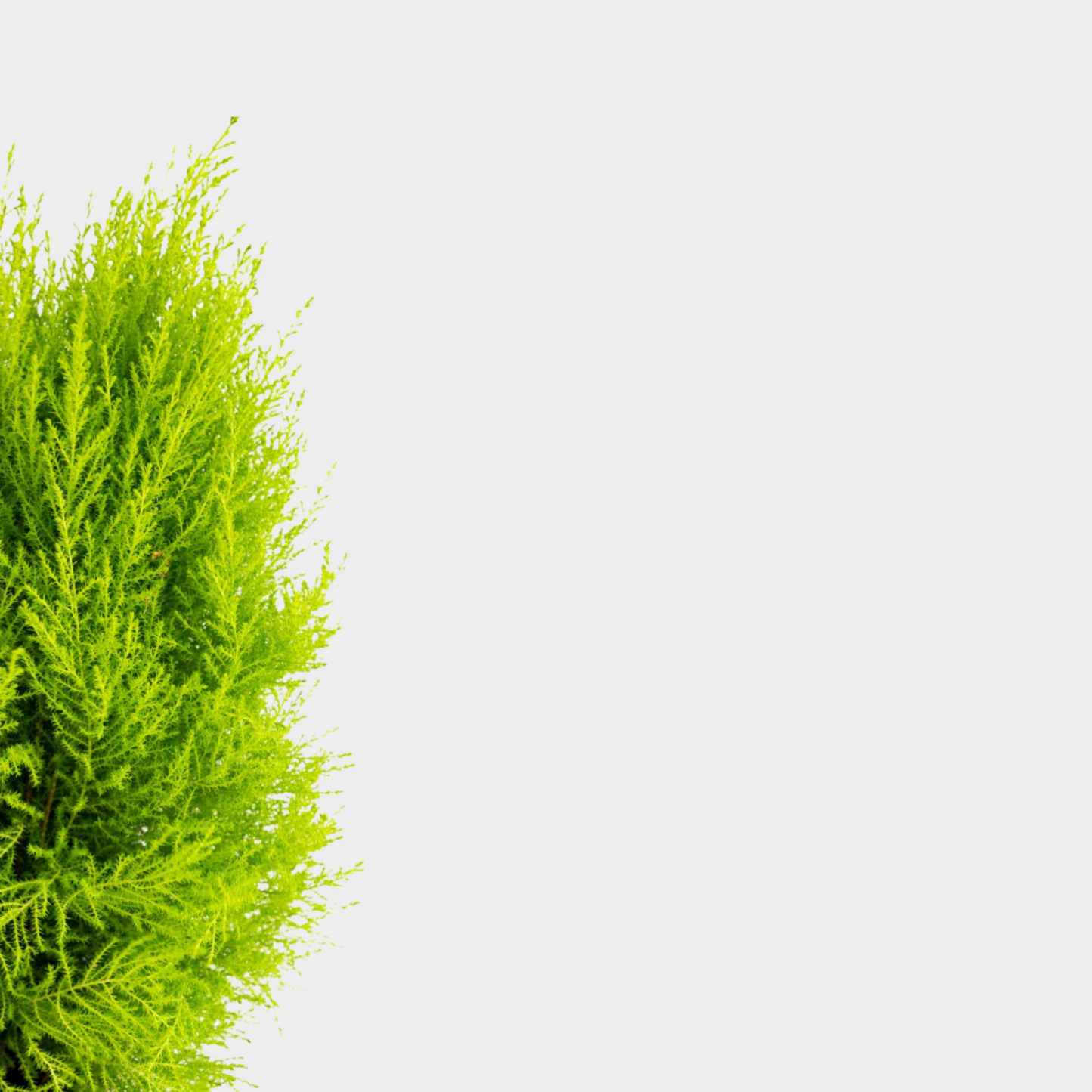 Cupressus Gold Crest
