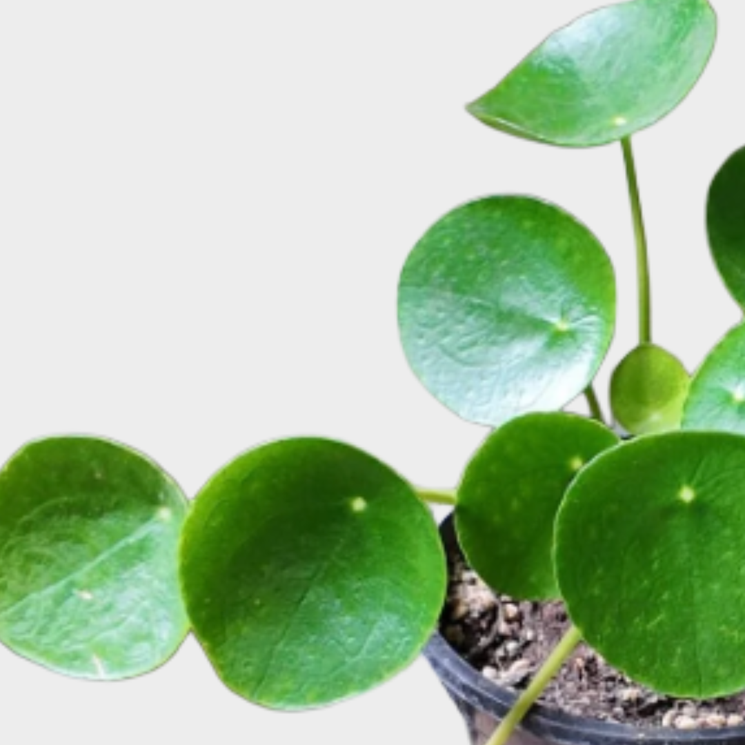 Pilea Peperomioides - Amathe Plantas