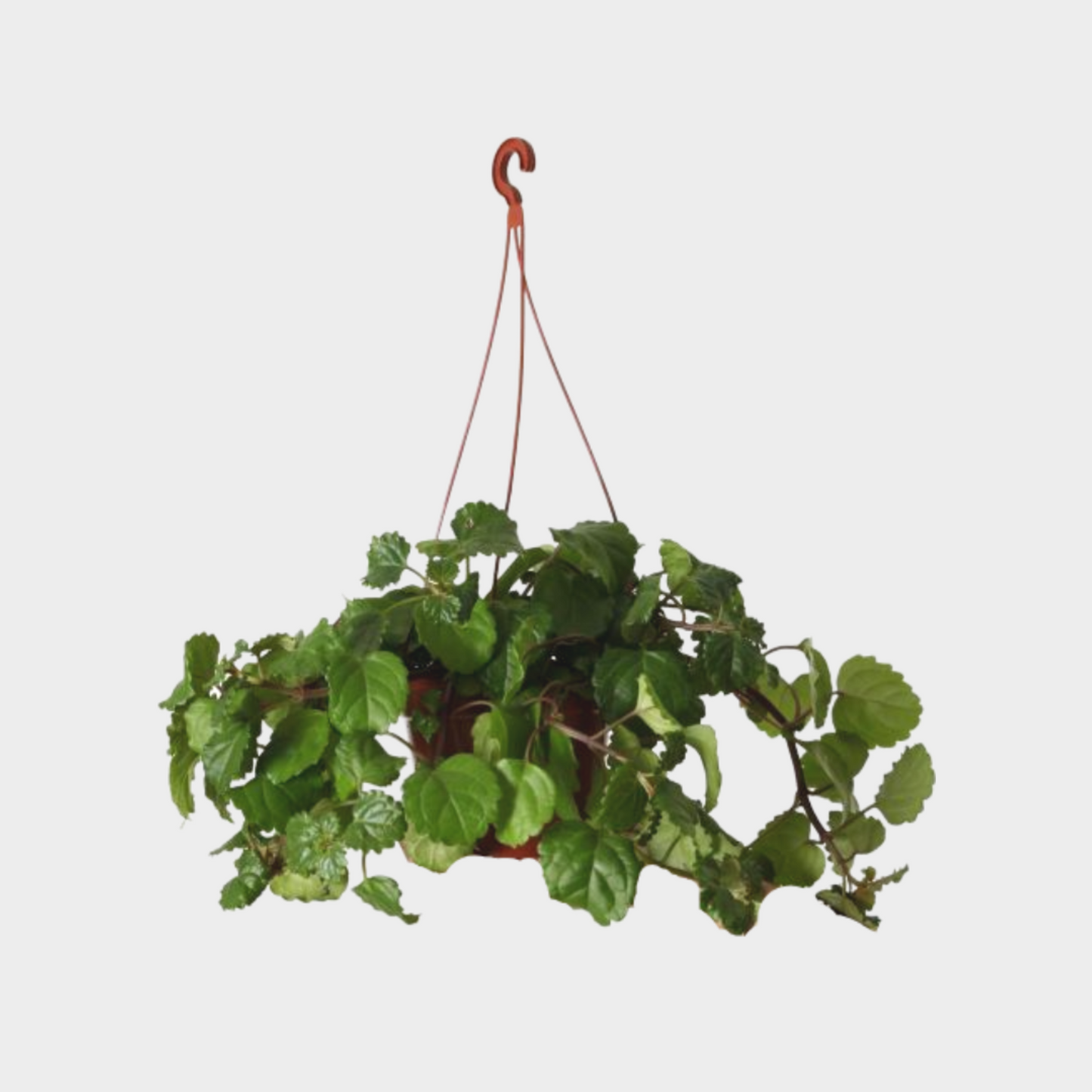 Planta Del Dinero