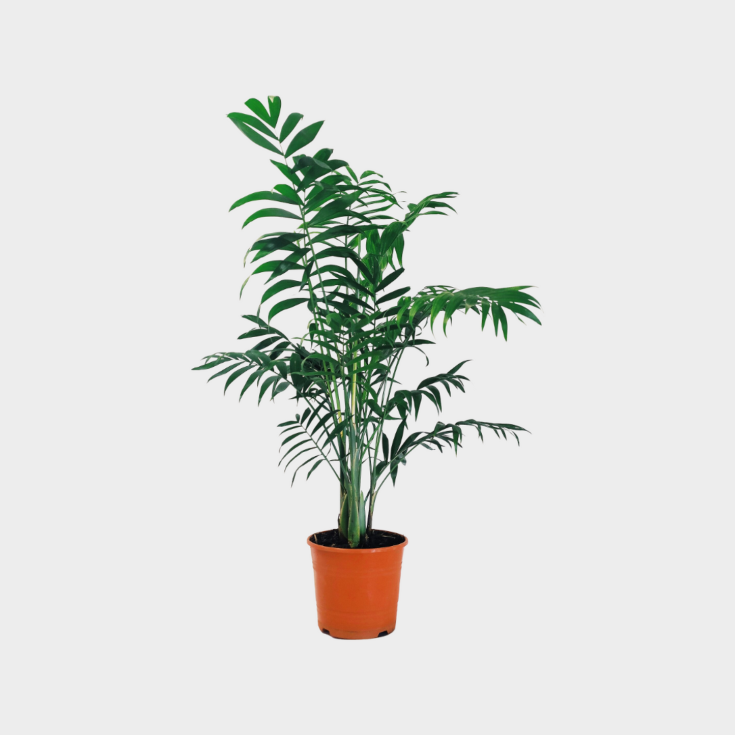 Chamaedorea