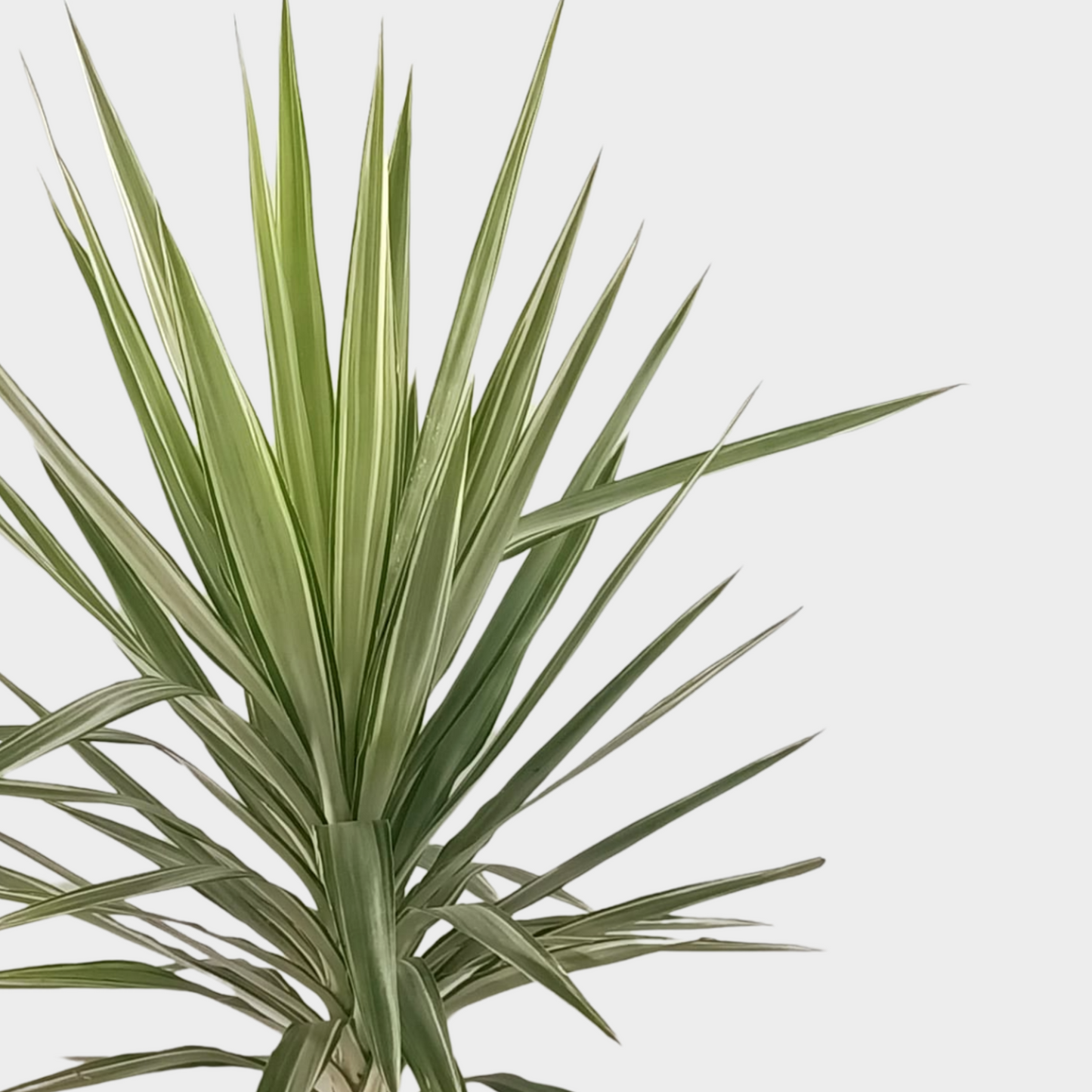 Yucca Jewel