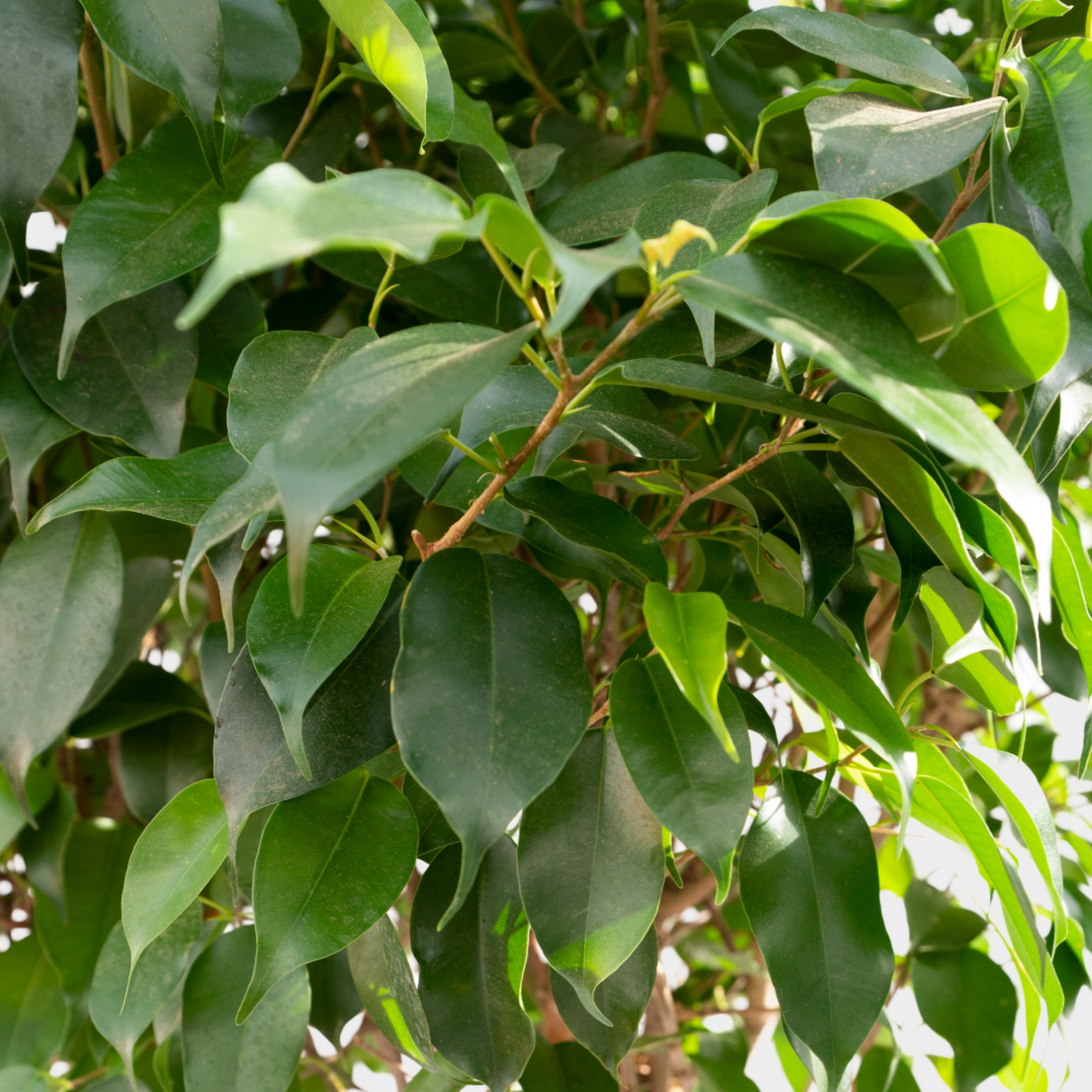 Ficus Benjamina Trenza Exotica