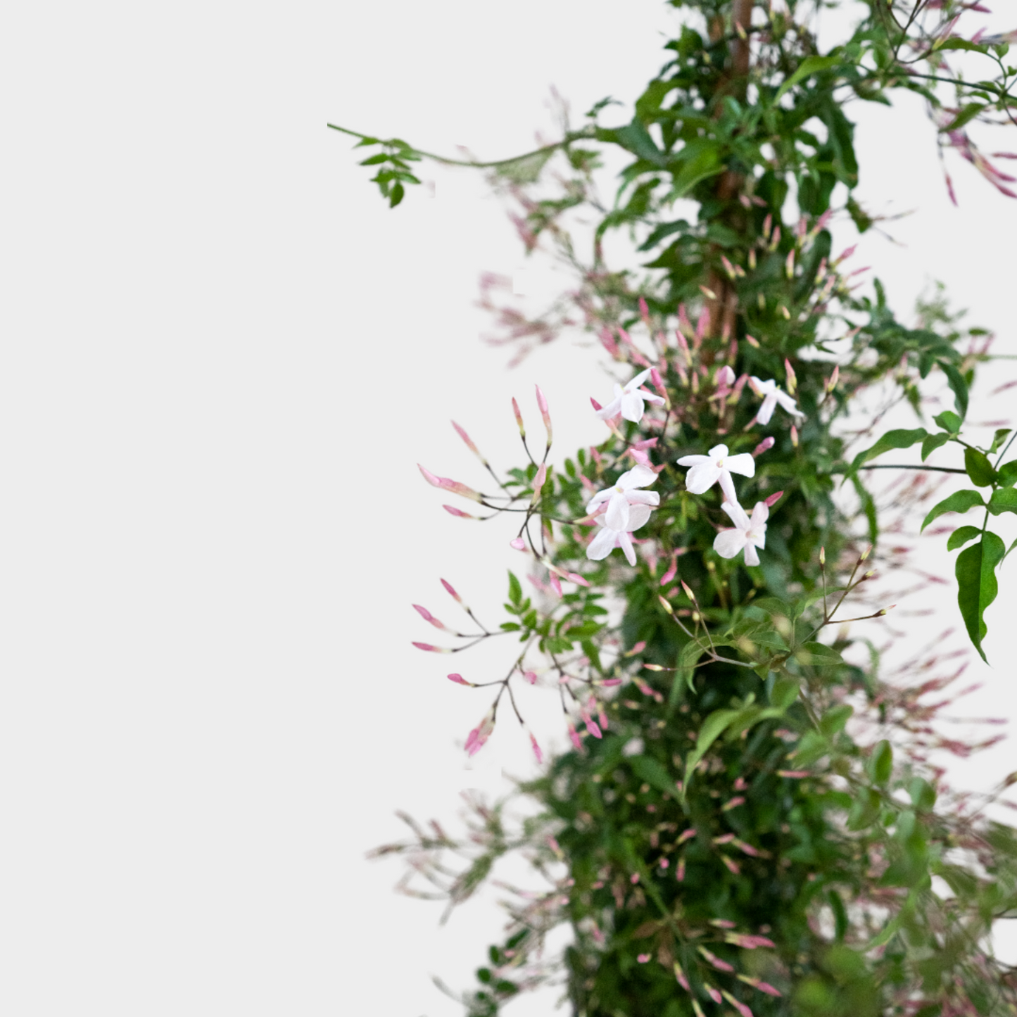 Jazmin Polyanthum