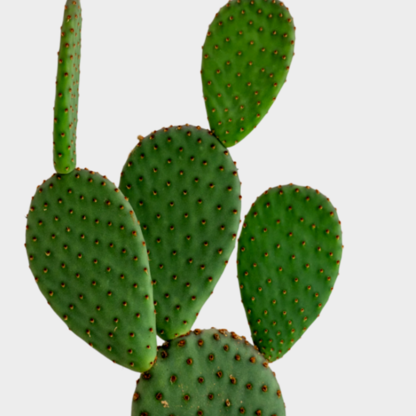 Opuntia