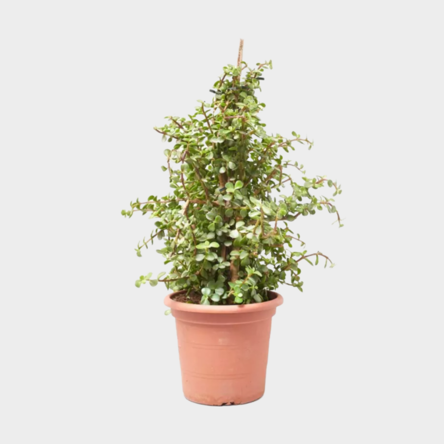 Portulacaria Piramide