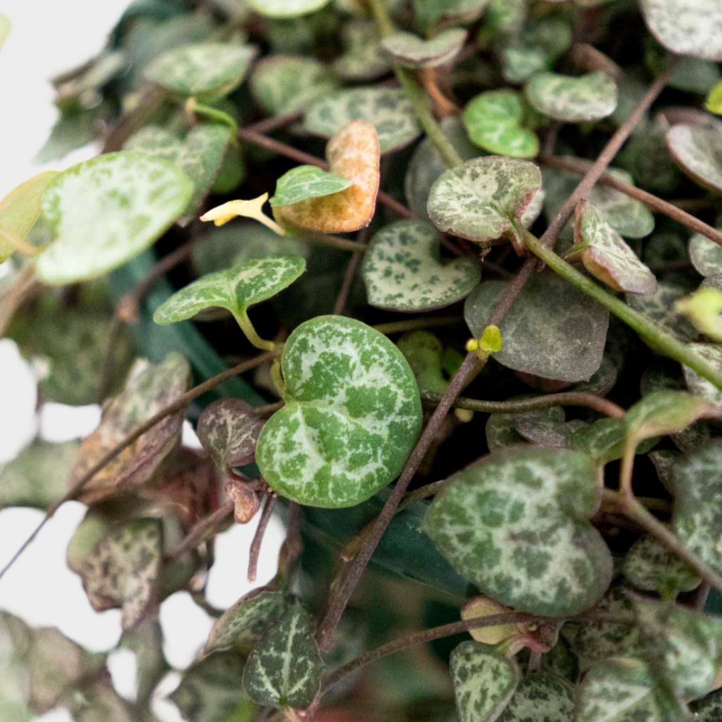 Ceropegia Wodii